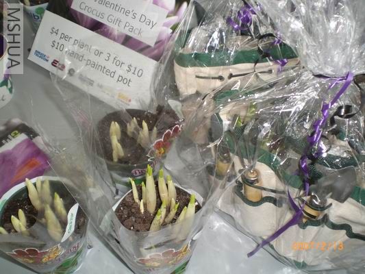 Resize of CIMG0567.JPG